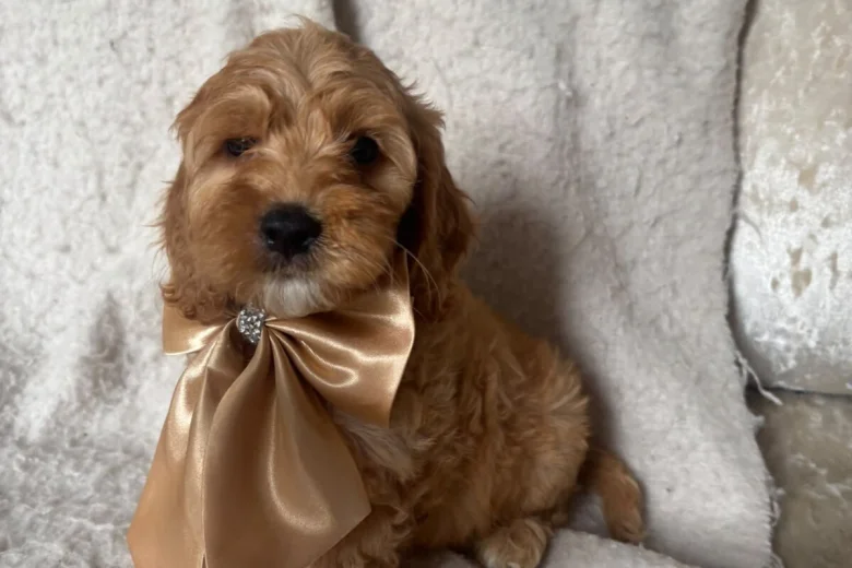 Cockapoo