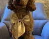 Cockapoo