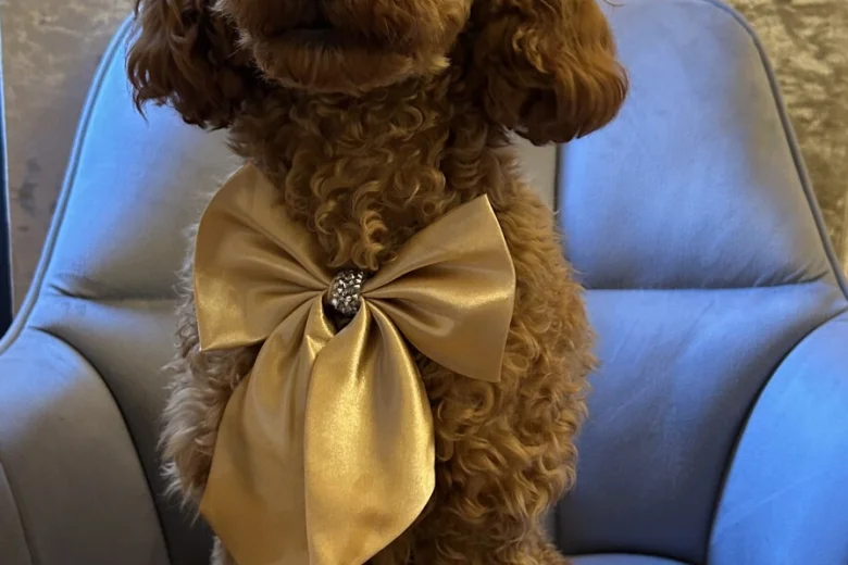 Cockapoo