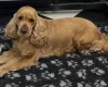 Cockapoo