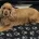 Cockapoo