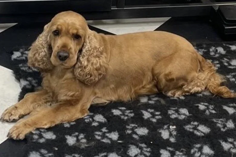 Cockapoo