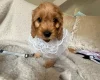 Cockapoo
