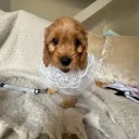 Cockapoo
