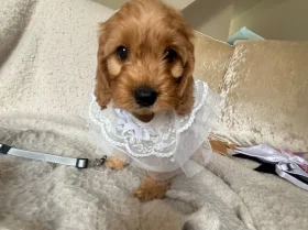Cockapoo