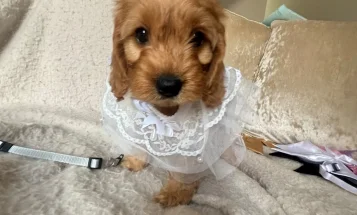 Cockapoo