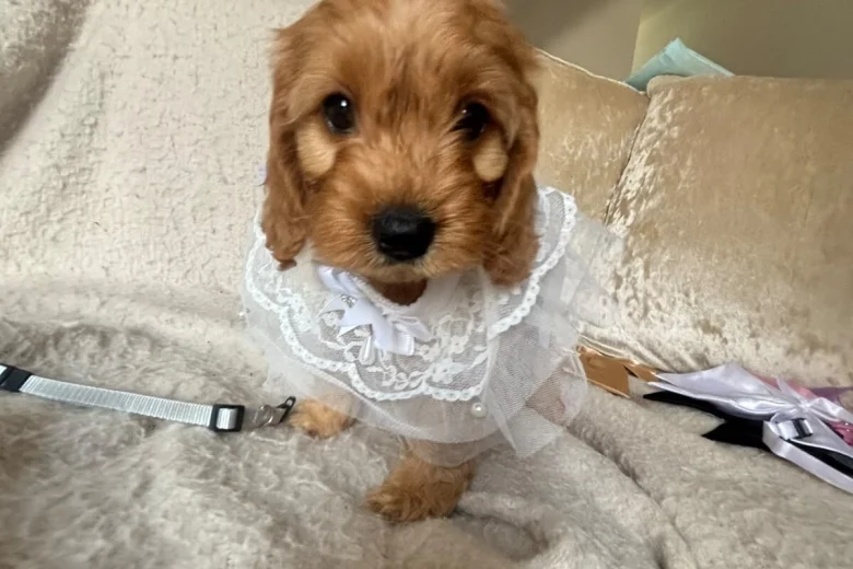 Cockapoo