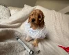 Cockapoo
