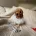 Cockapoo
