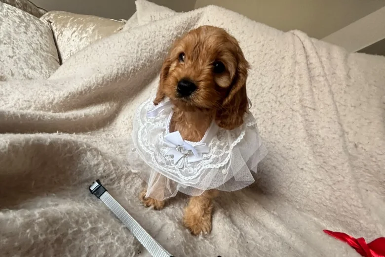 Cockapoo