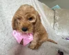 Cockapoo