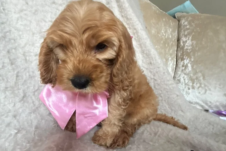 Cockapoo