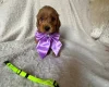Cockapoo