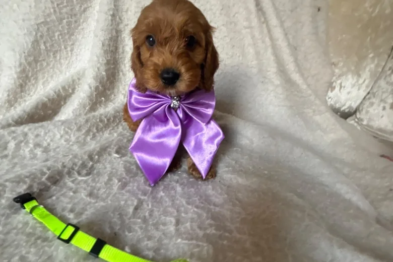 Cockapoo
