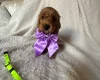 Cockapoo