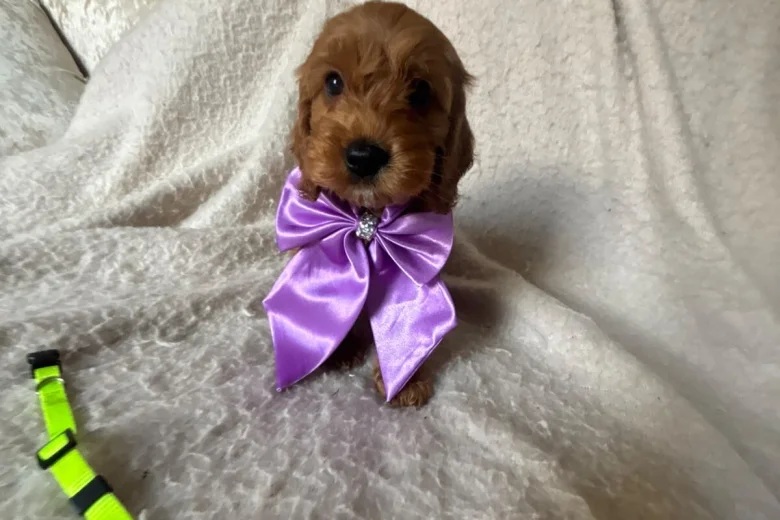 Cockapoo