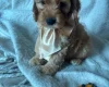 Cockapoo