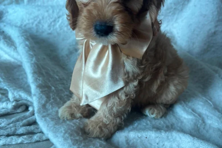 Cockapoo