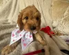 Cockapoo
