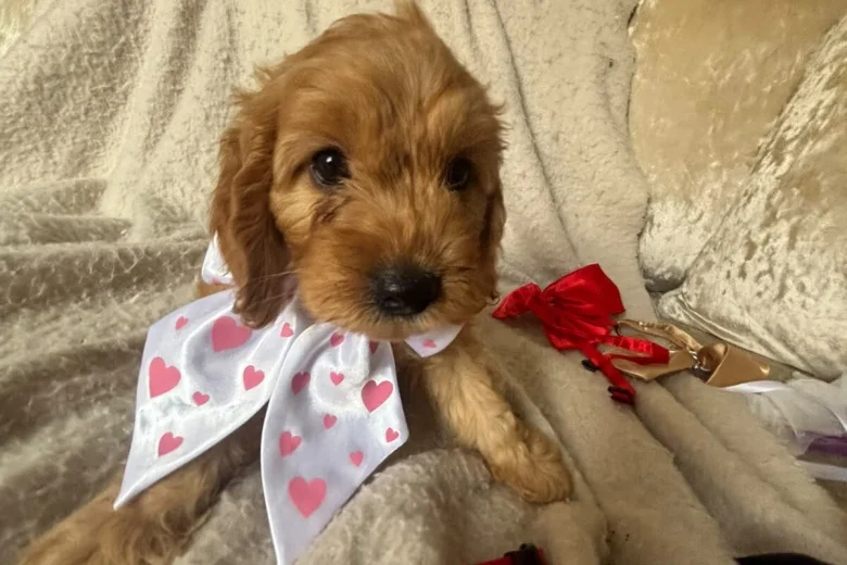 Cockapoo