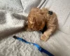 Cockapoo
