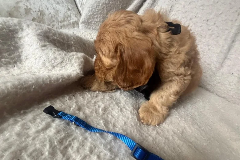 Cockapoo