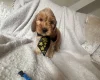Cockapoo
