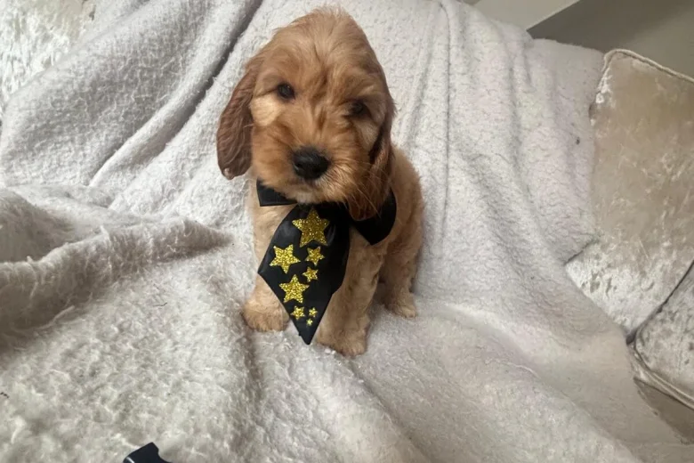 Cockapoo