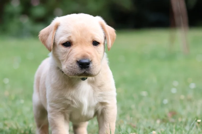 Labrador Retriever