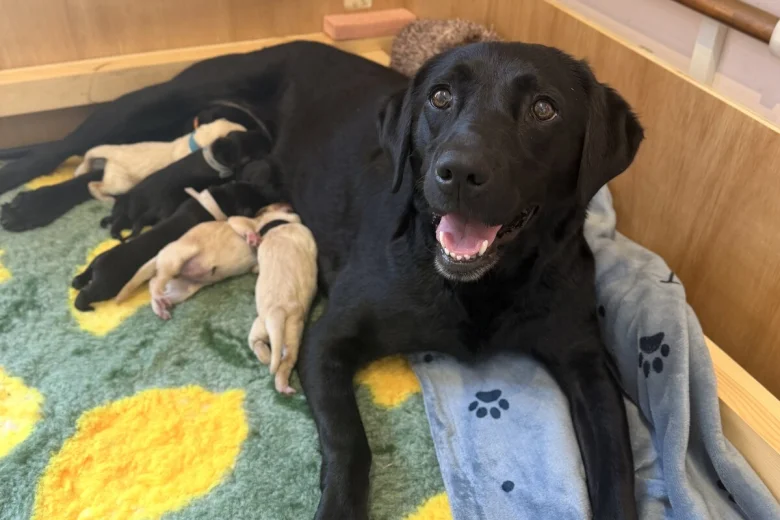 Labrador Retriever