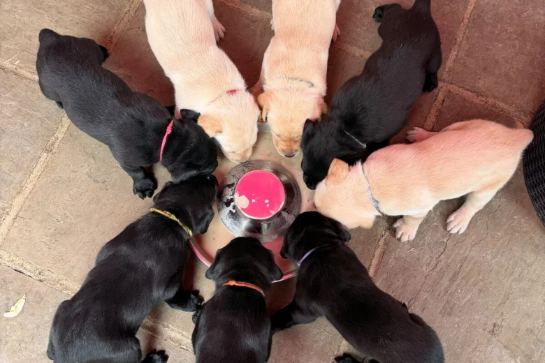 Labrador Retriever
