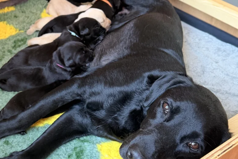 Labrador Retriever