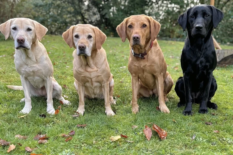 Labrador Retriever