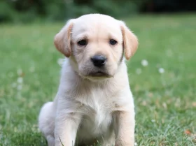 Labrador Retriever