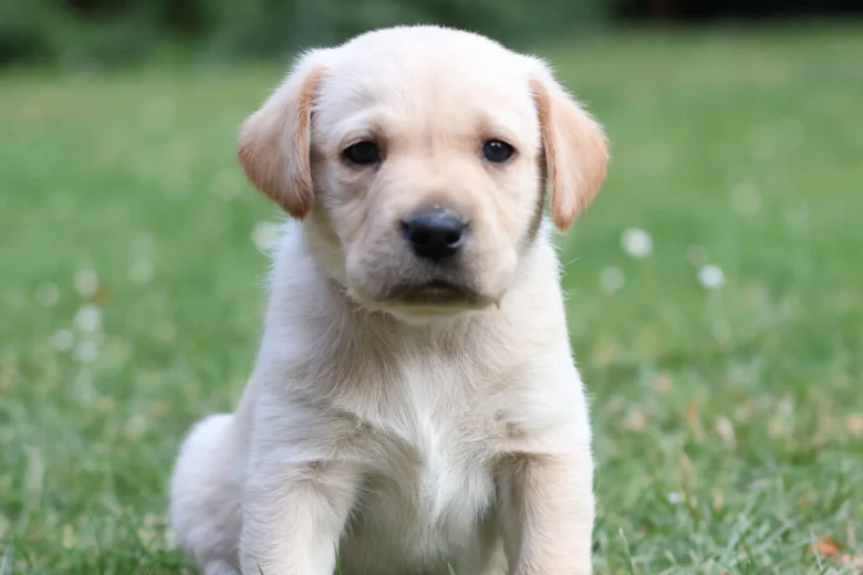 Labrador Retriever