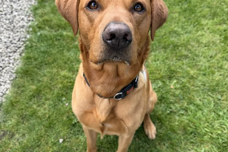 Labrador Retriever