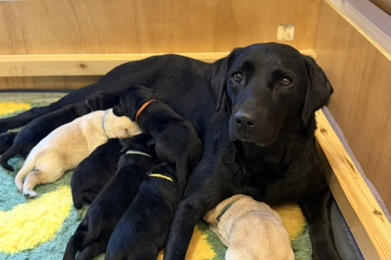 Labrador Retriever