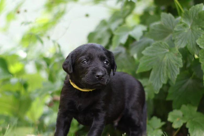 Labrador Retriever