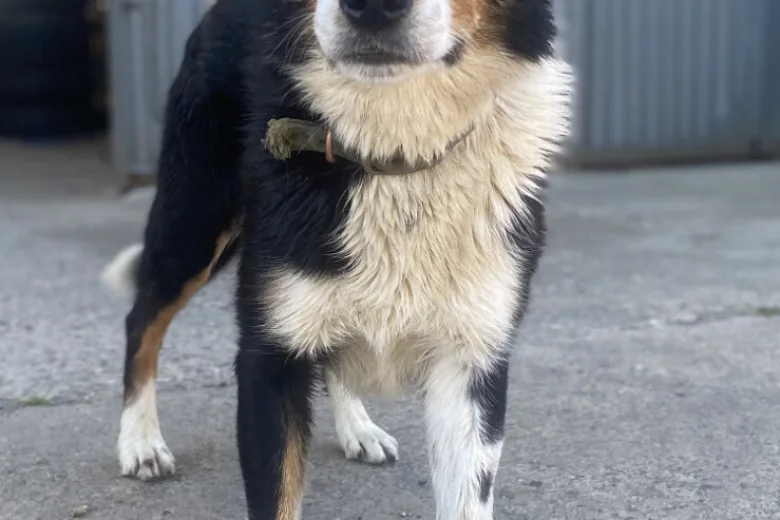 Border Collie