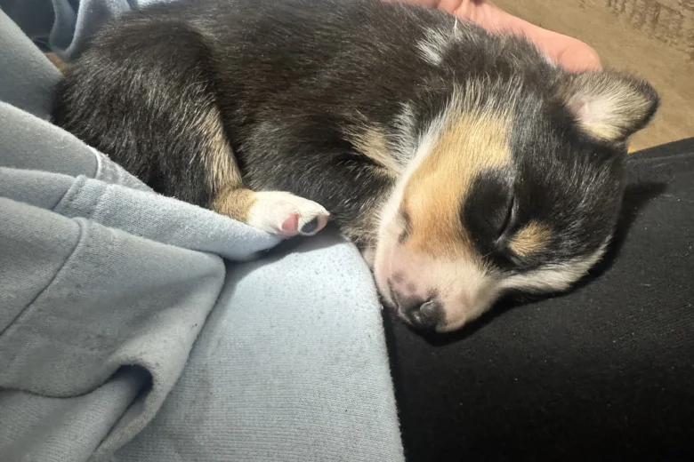 Border Collie