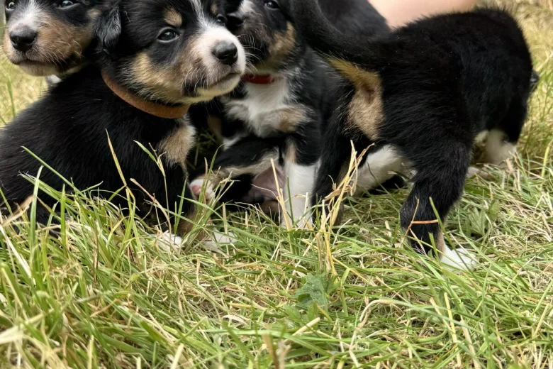 Border Collie