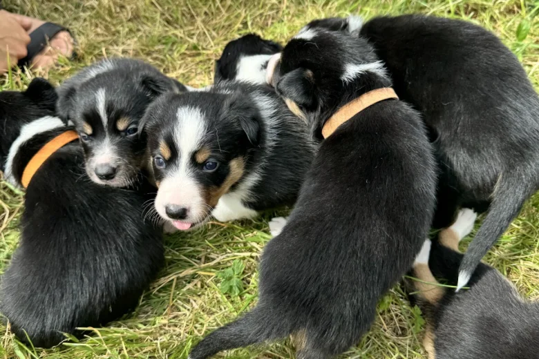 Border Collie
