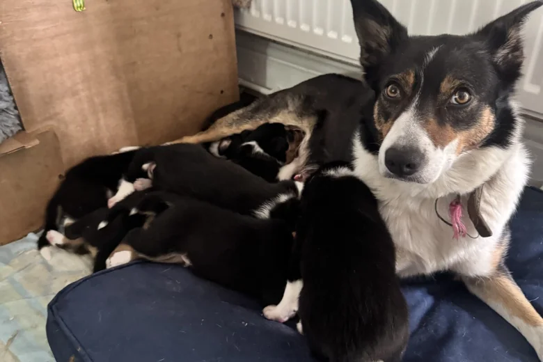 Border Collie
