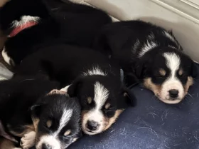 Border Collie
