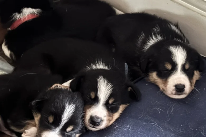 Border Collie