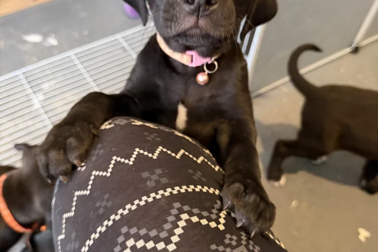 Mixed Breed