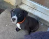 Mixed Breed