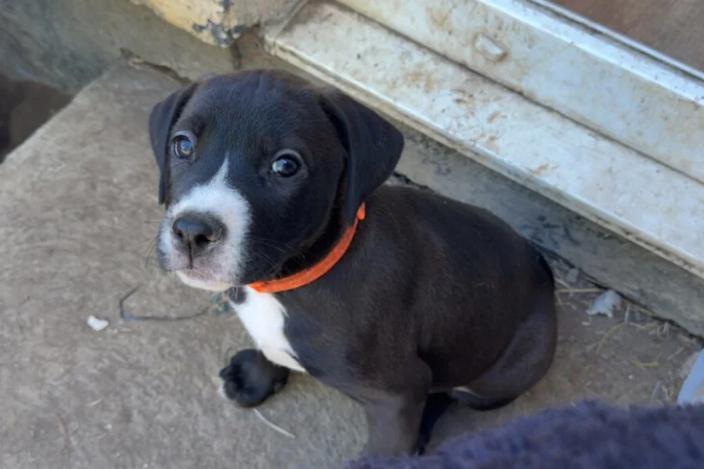 Mixed Breed