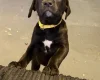 Mixed Breed