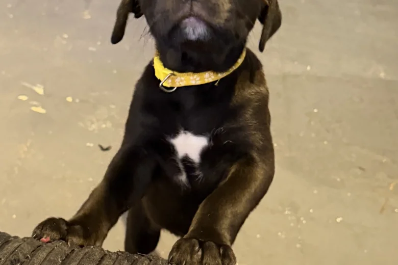 Mixed Breed